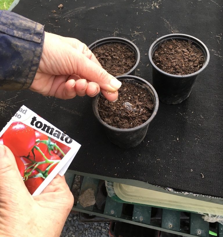 Sowing tomato seeds