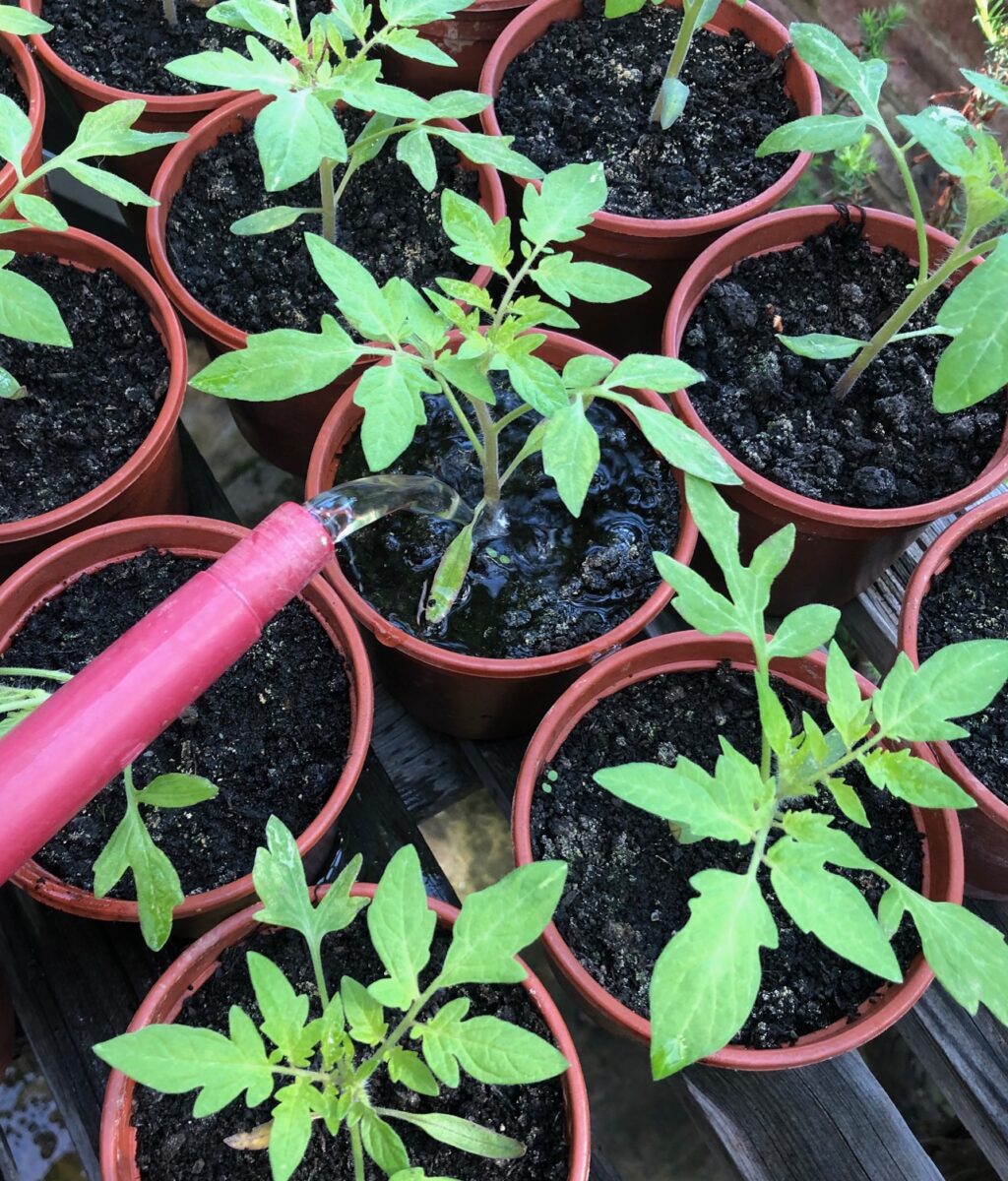 Tomato plants being watered