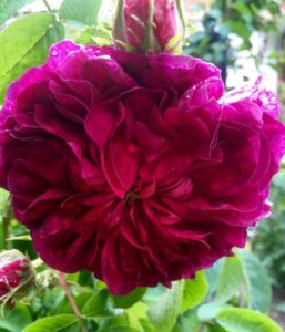 Rosa 'Charles de Mills'