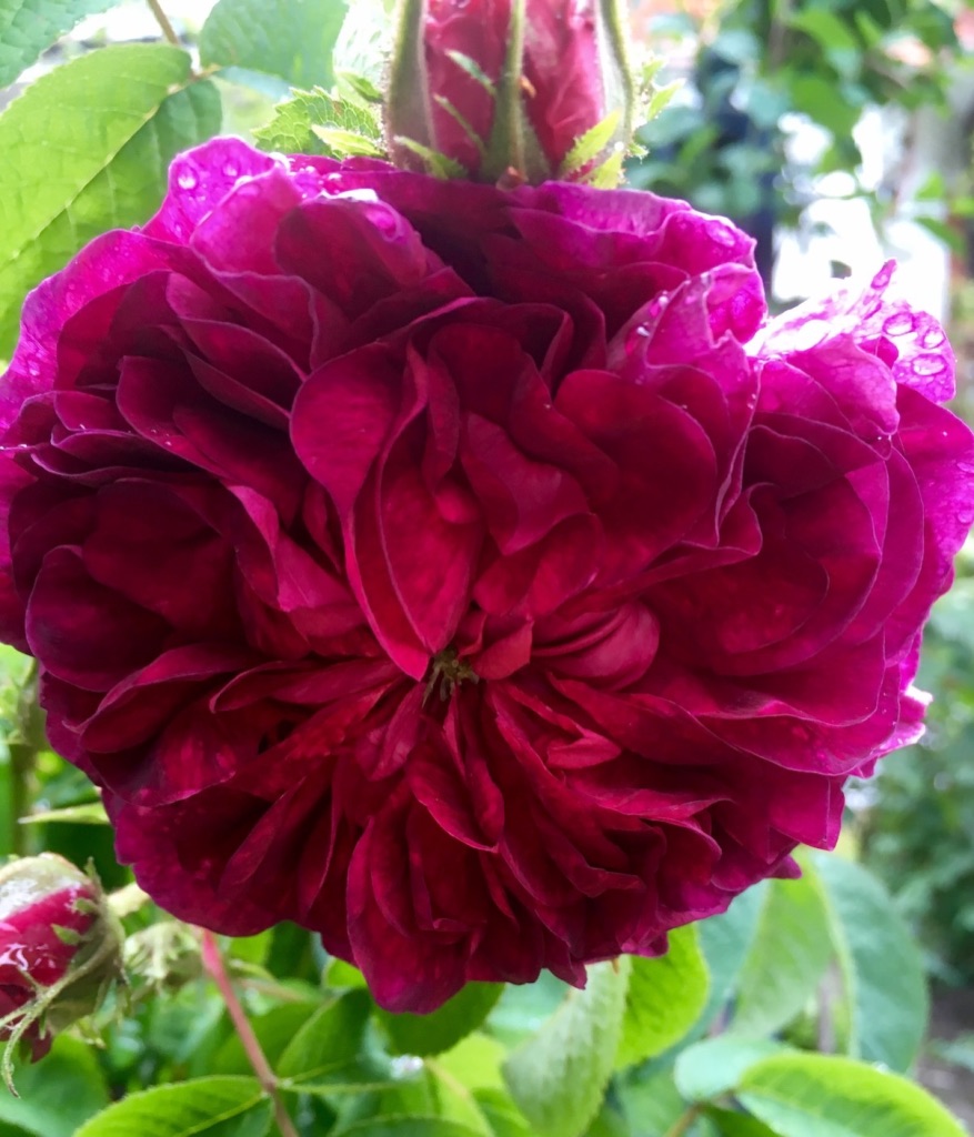 Rosa 'Charles de Mills'