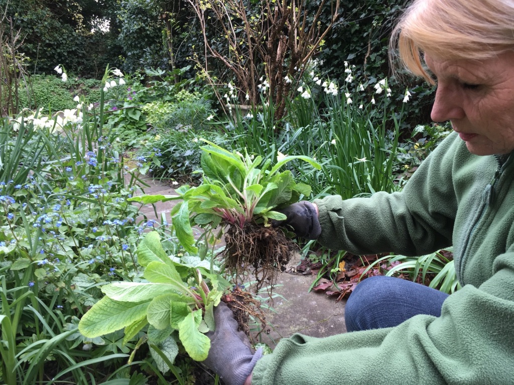 Dividing primroses