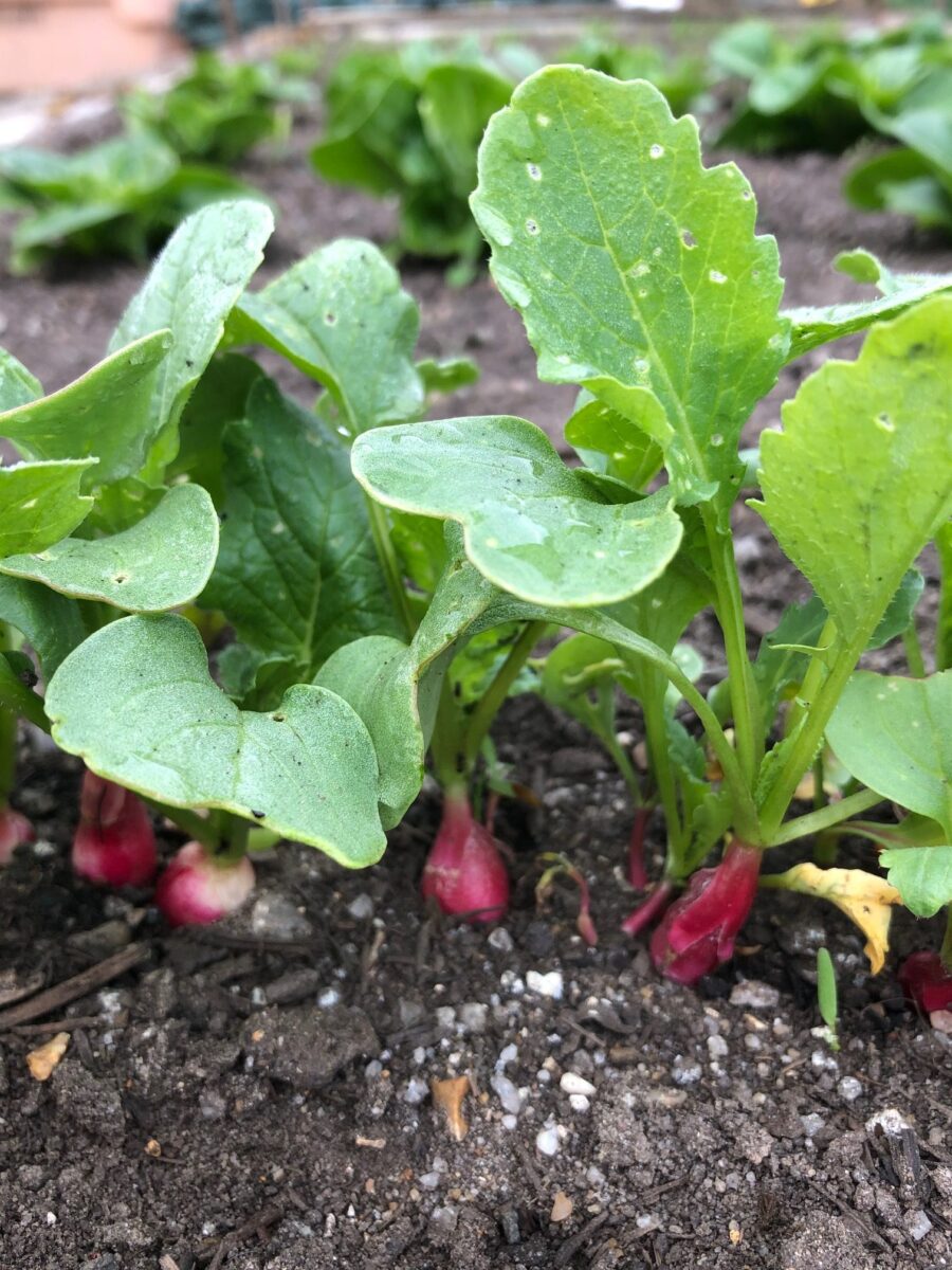 Radish and lettuce