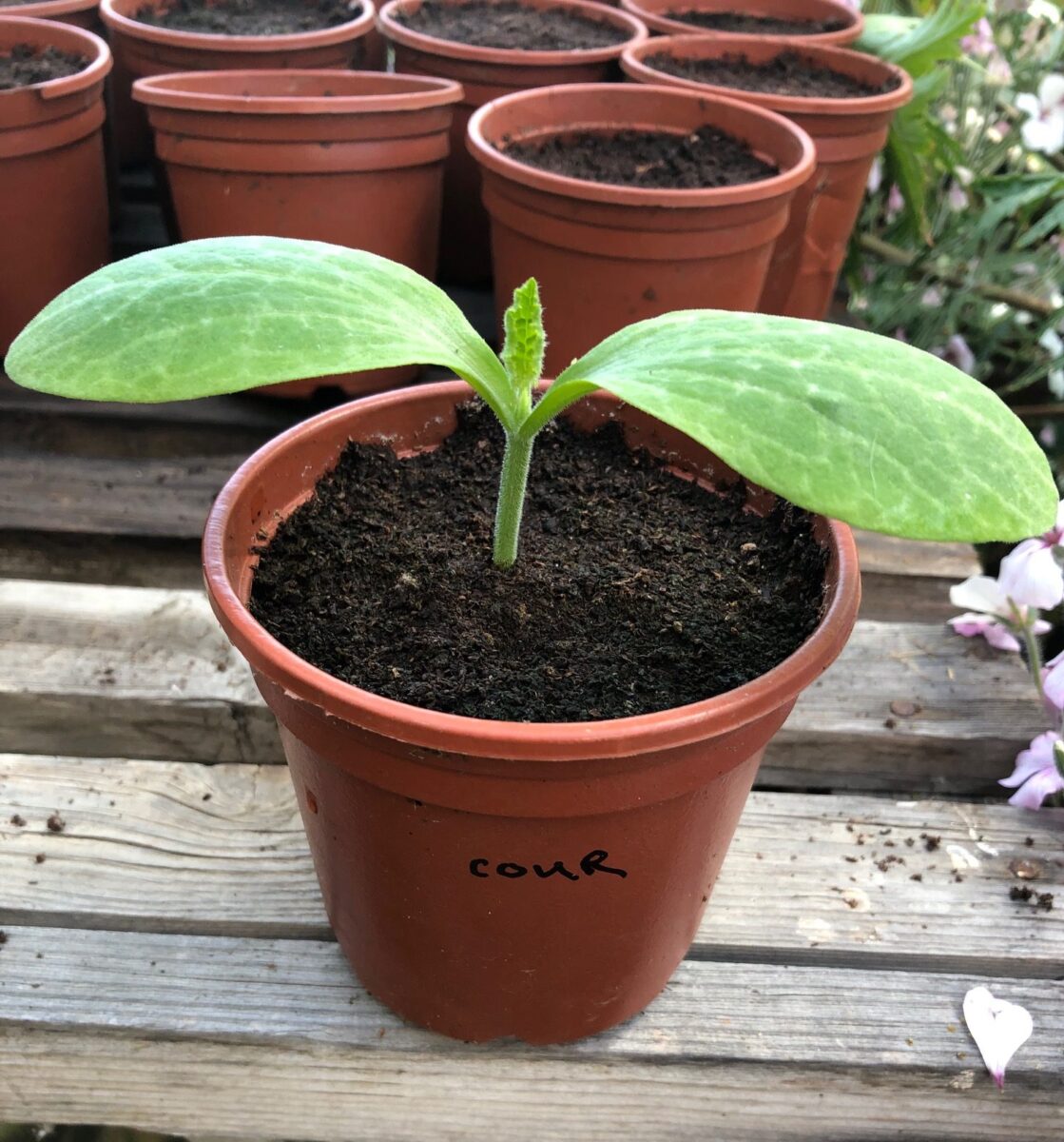 Courgettes