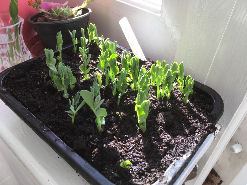 Peashoots on the windowsill