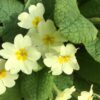 Primroses