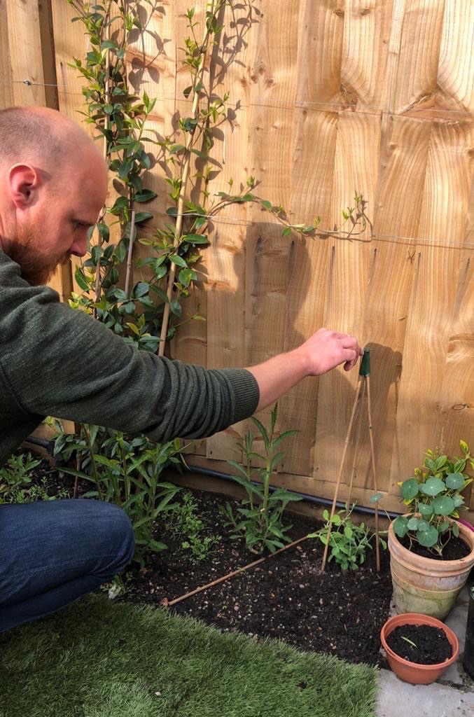 Sweetpeas - planting out