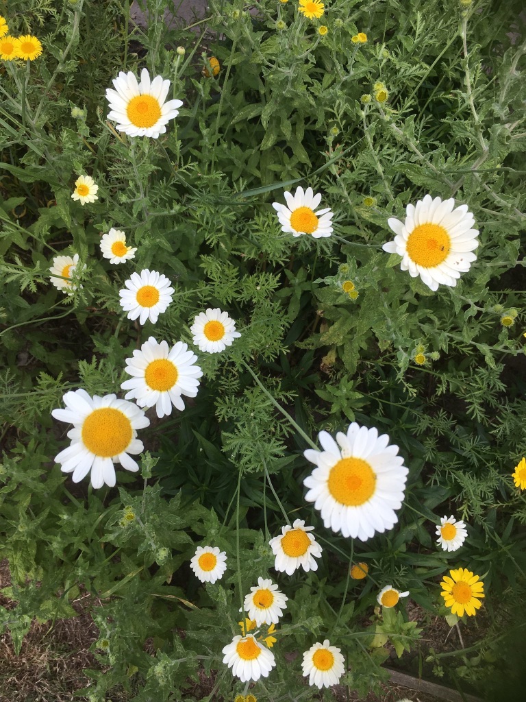 Anthemis "Sauce Hollandaise'