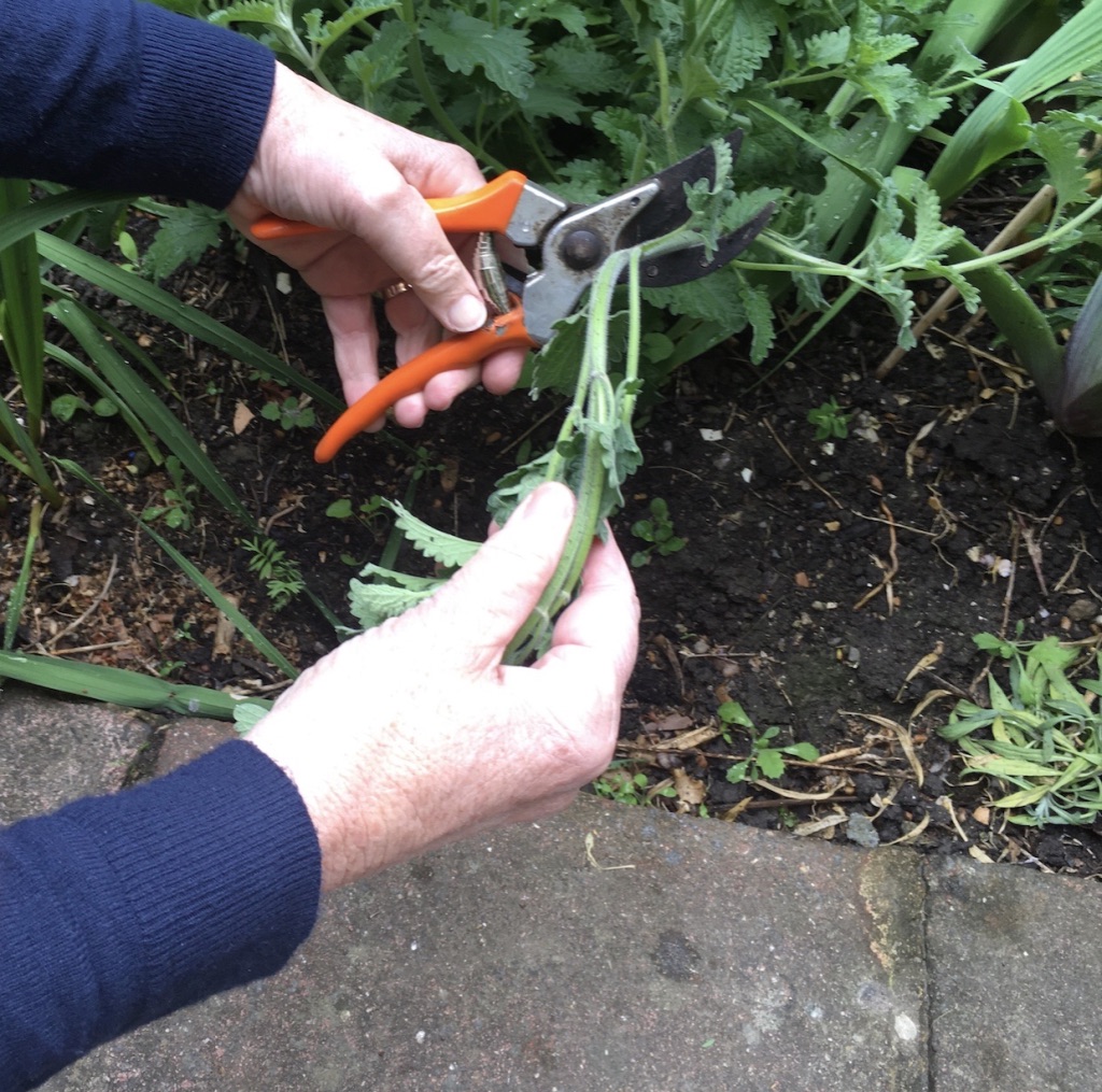 Nepeta - catmint