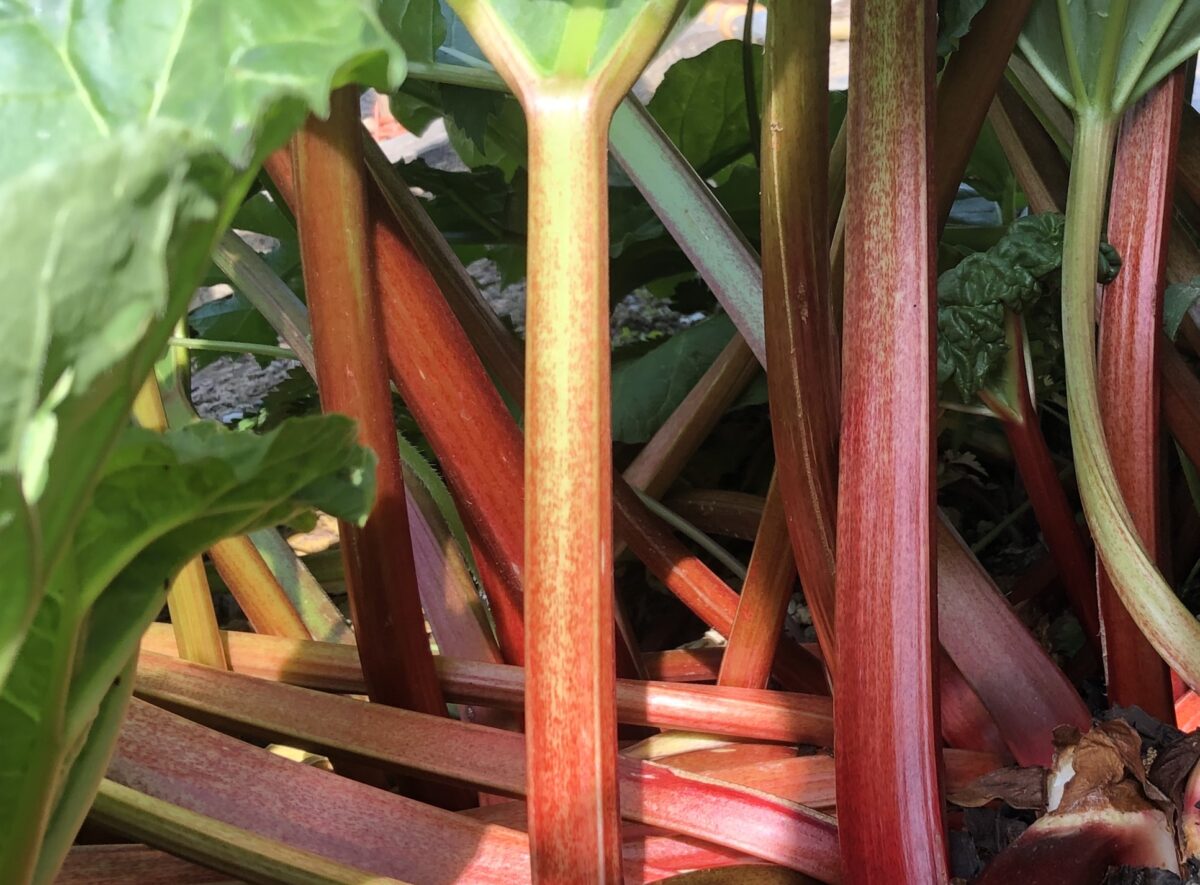 Rhubarb