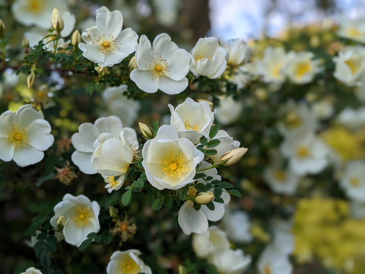 Rosa pimpinellifolia ‘Dunwich Rose’
