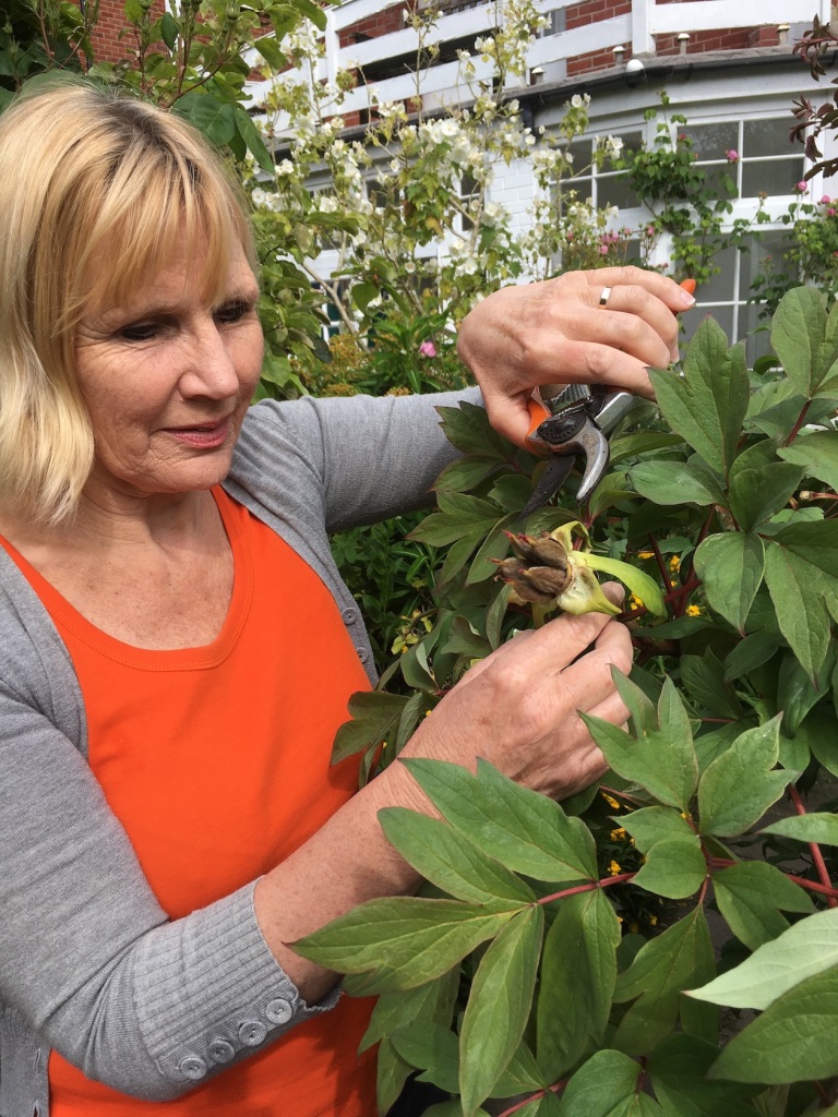 Peony- deadheading