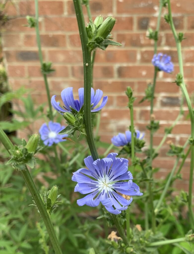 Chicory flowers Cichorium intybus