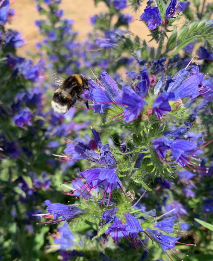 Echium vulgare