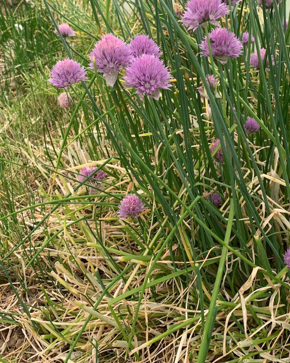 Chives