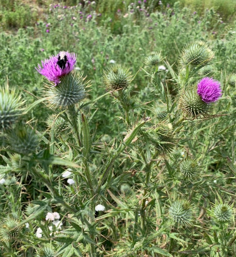 Bee on thistle