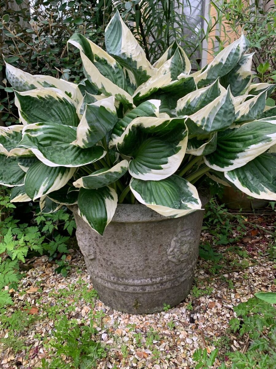 Hosta in pot