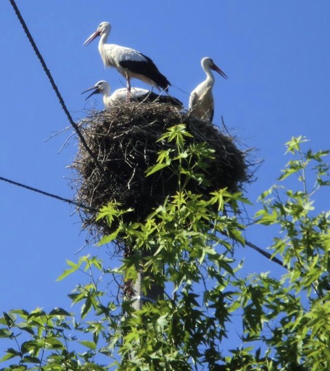 Storks