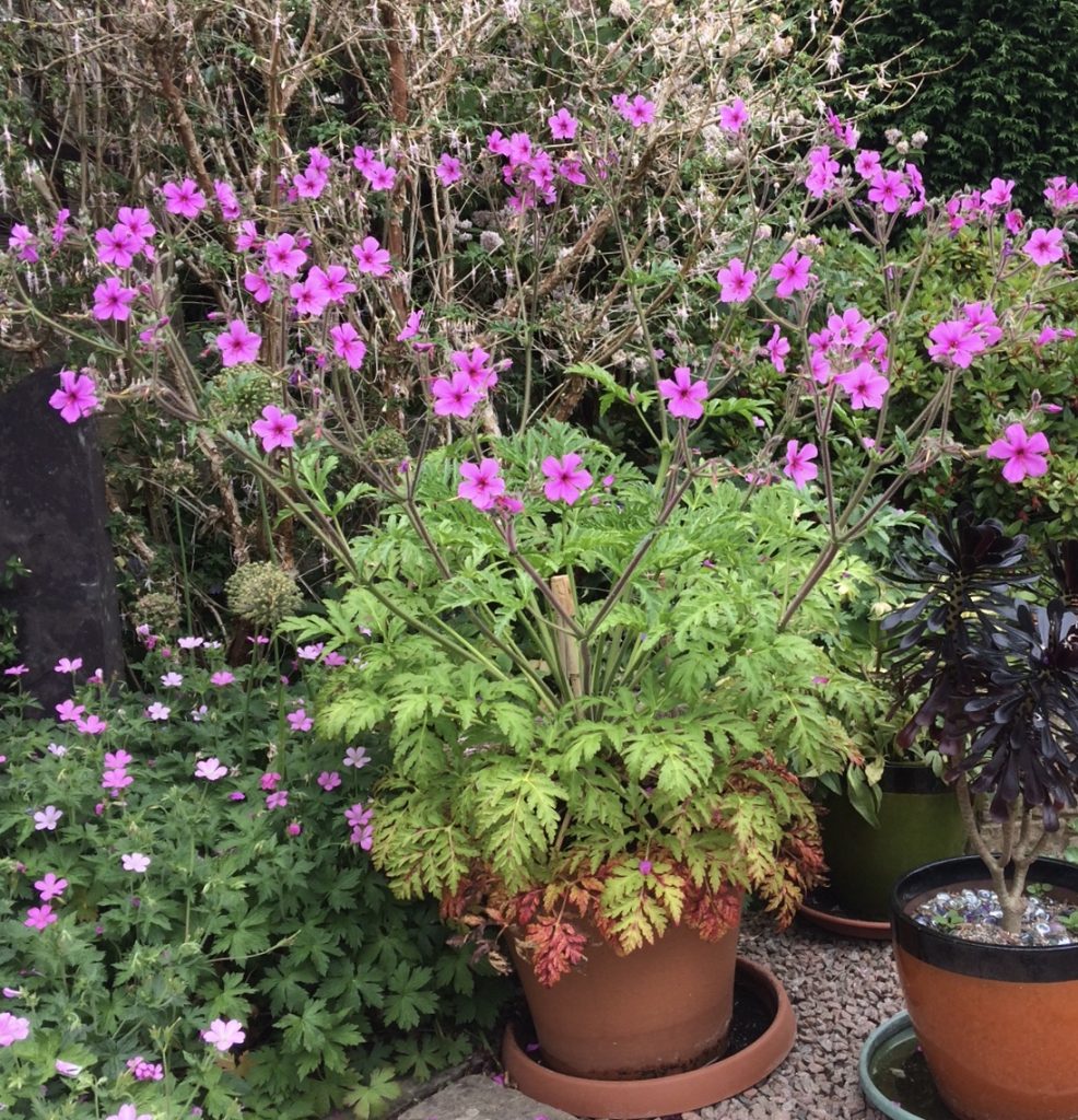 Geranium palmatum