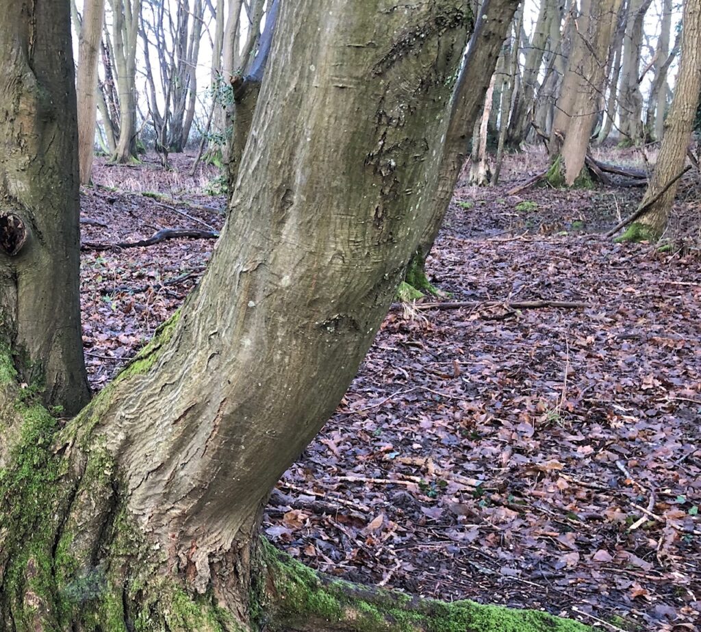 Leaf litter