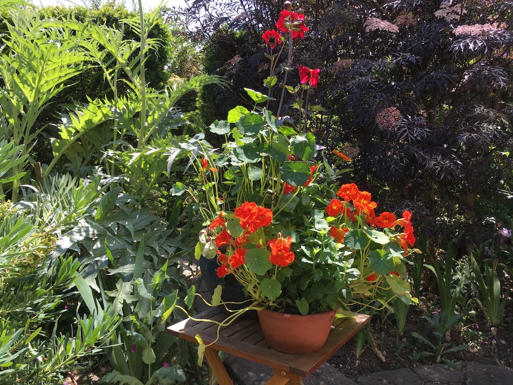 Pots of summer flowers