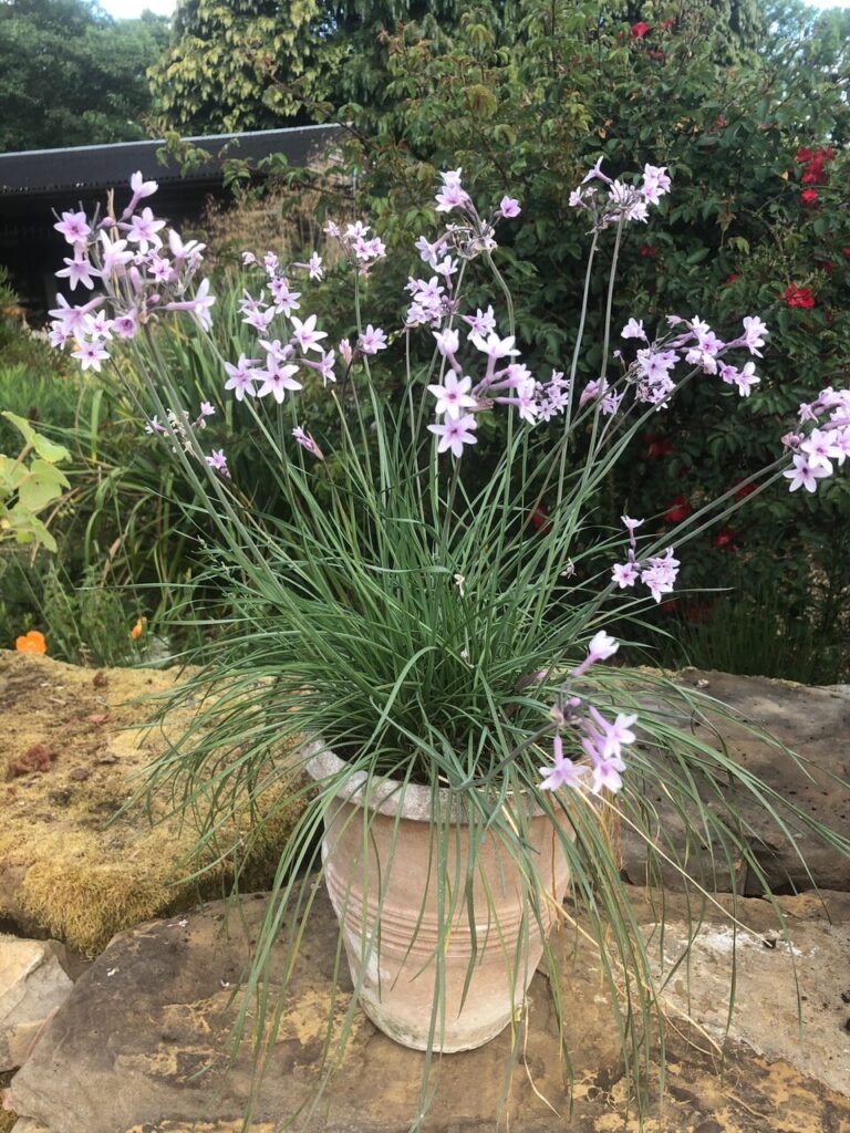 Tulbaghia violacea