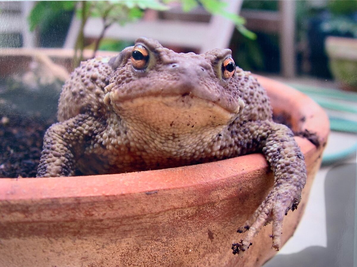 Toad