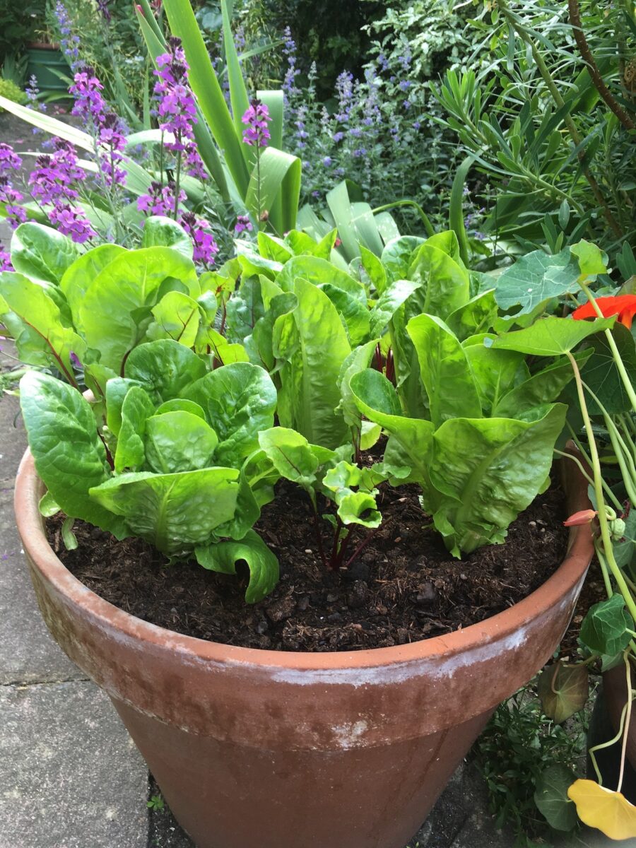 Lettuces in a container