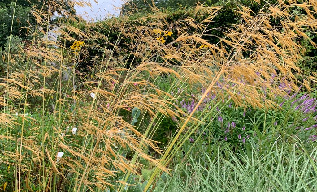 Stipa gigantea