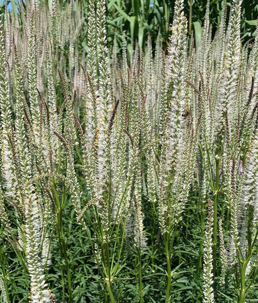 Veronicastrum viginacum