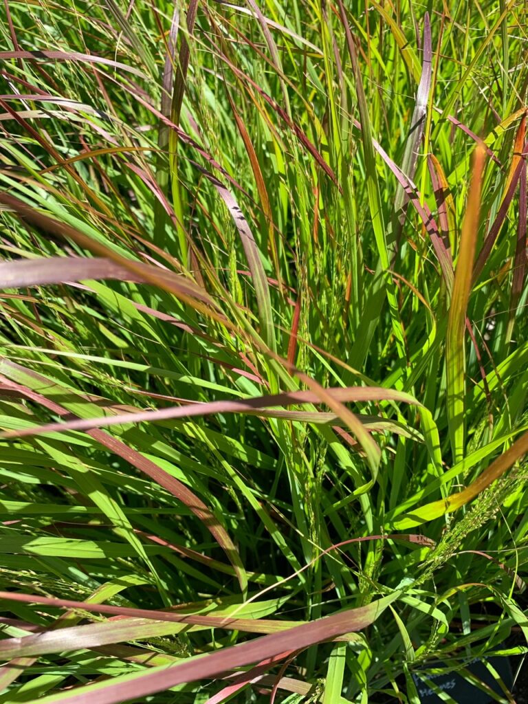 Panicum virgatum ‘Hanse Herm’