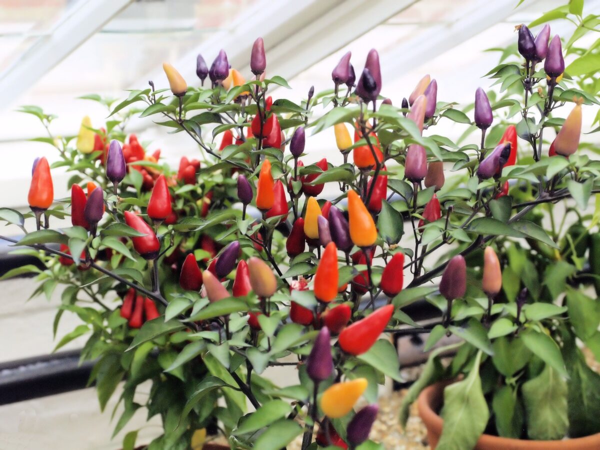 Chilli plants