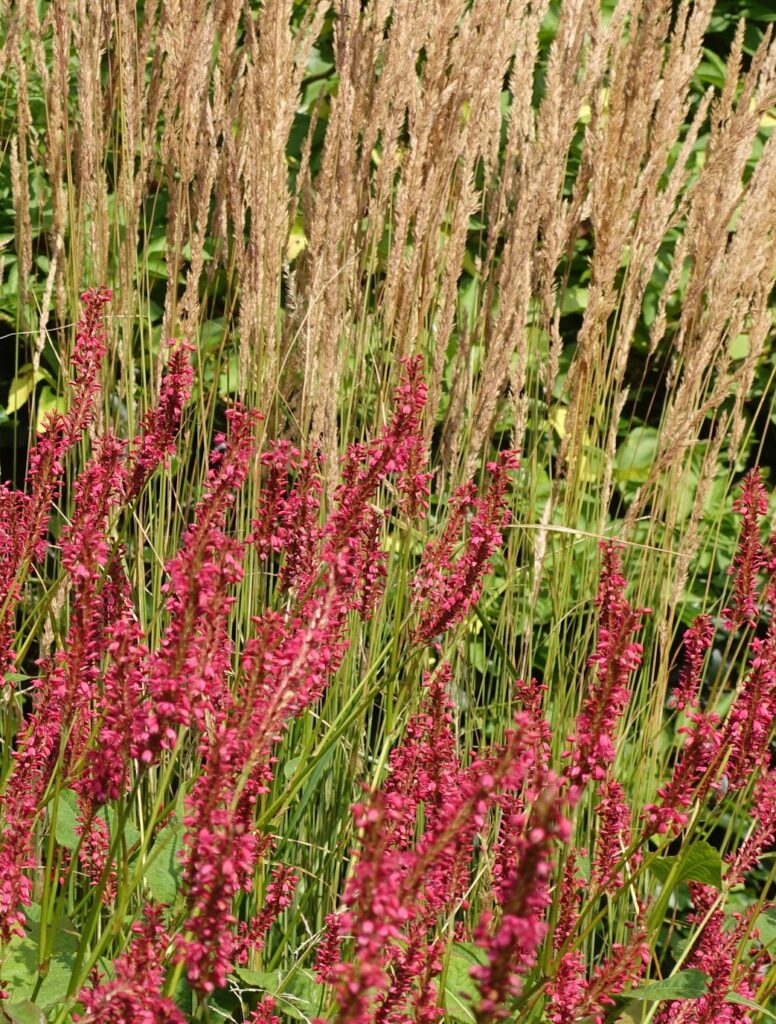 Persicaria and Calamagrostis