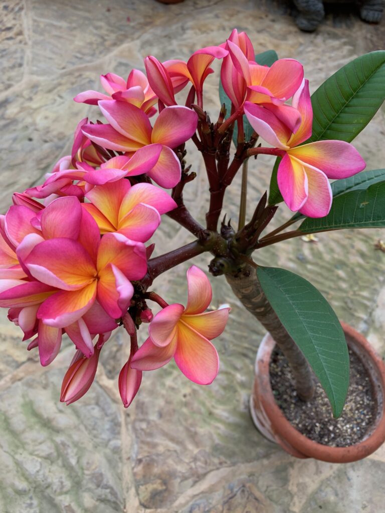 Frangipani