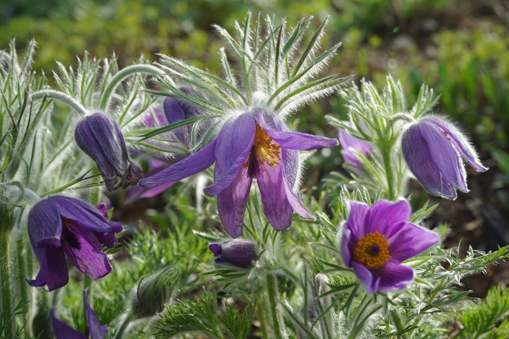 Pulsatilla