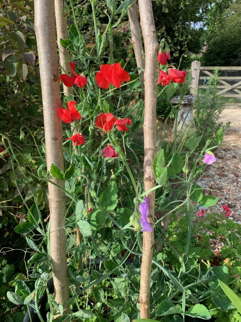 Sweet peas