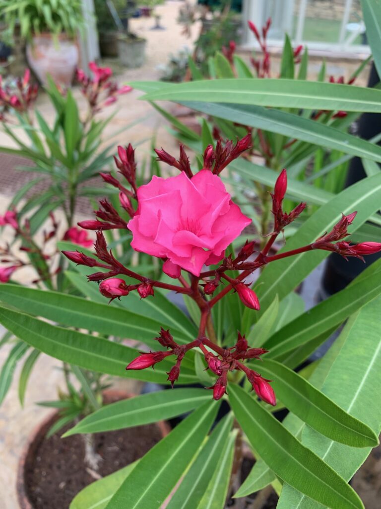 Oleander