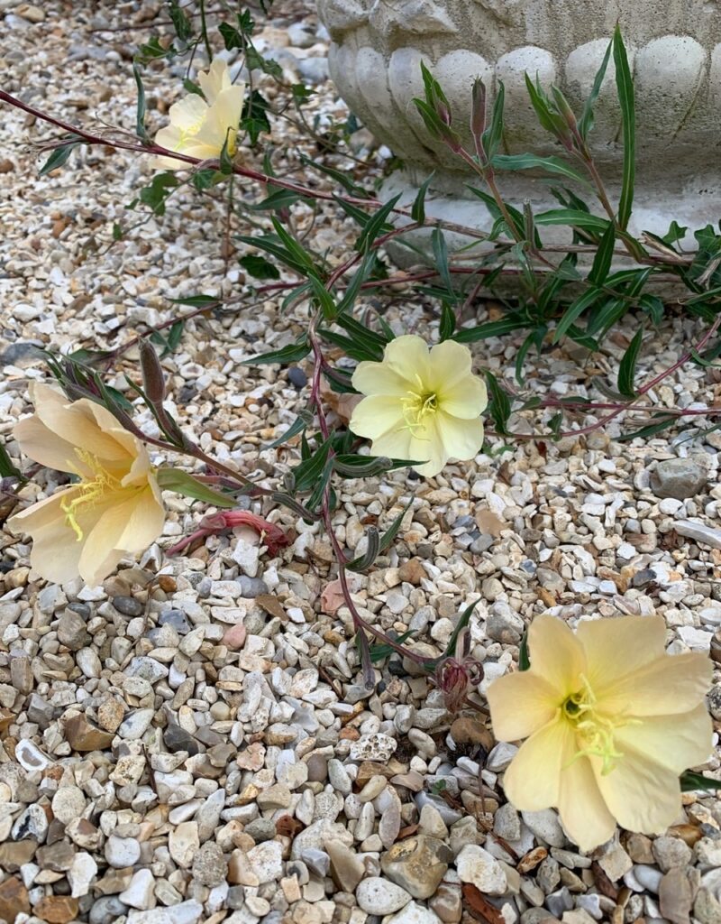 Oenothera stricta sulphurea