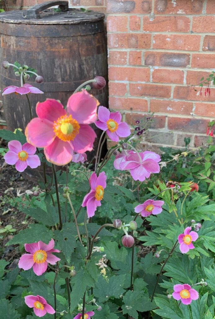 Anemone japonica