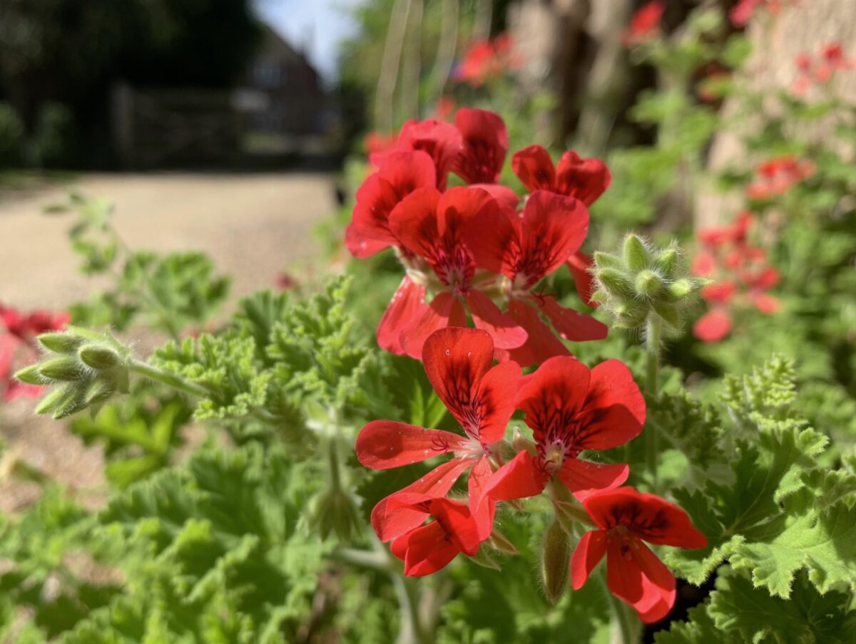 Pelargonium