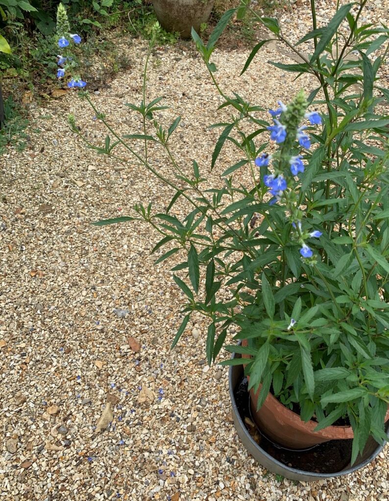 Salvia uglinosa