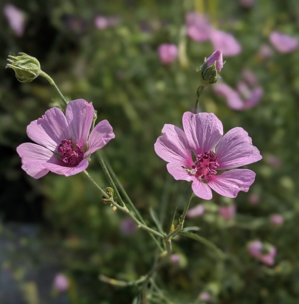 Althaea cannabina