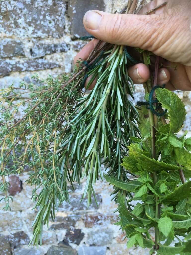 Herbs for drying