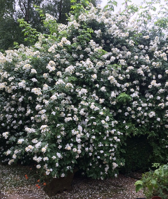 Rosa multiflora