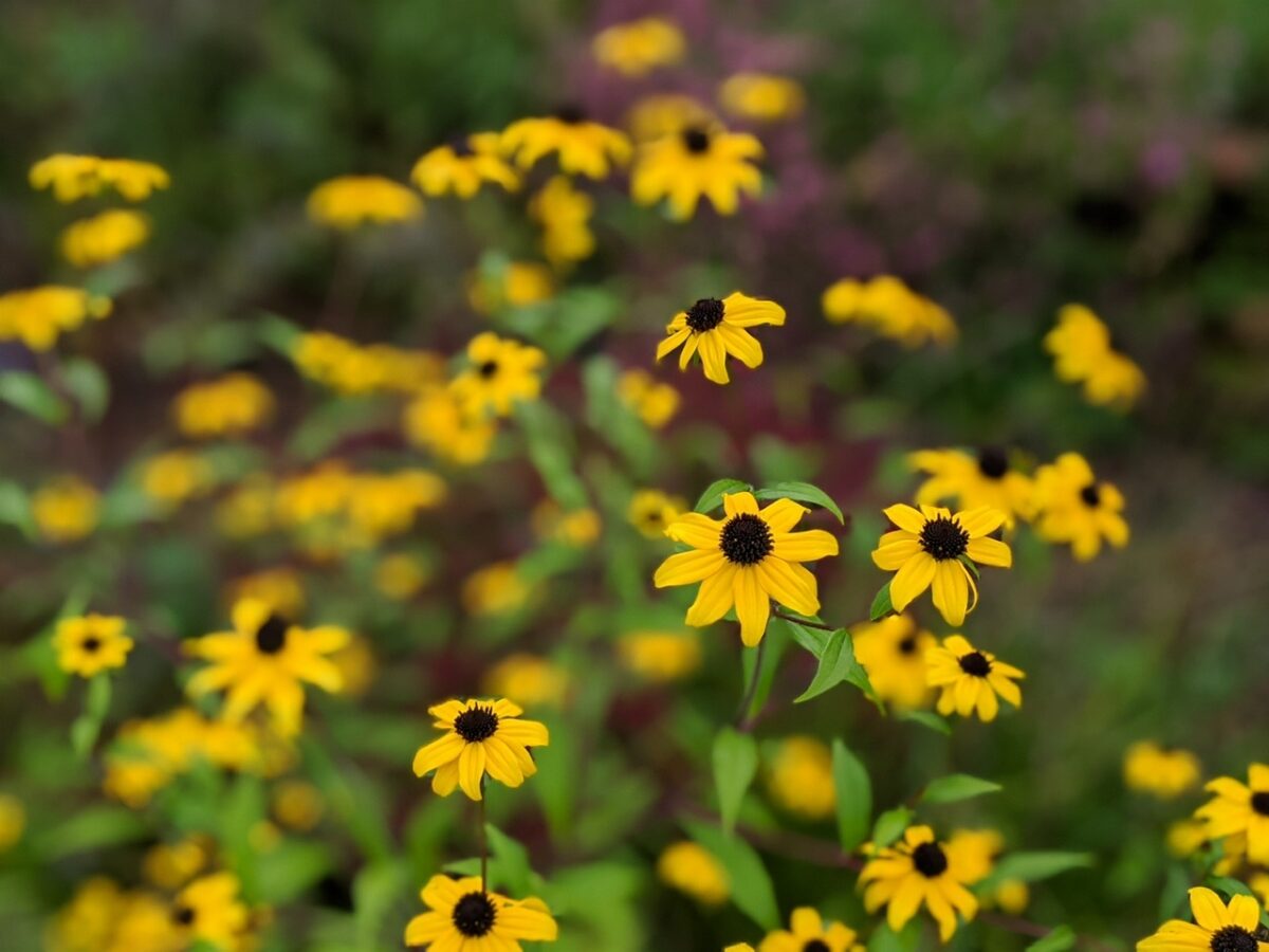 Rudbeckia triloba