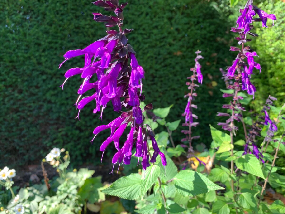 Salvia ‘Amistad’