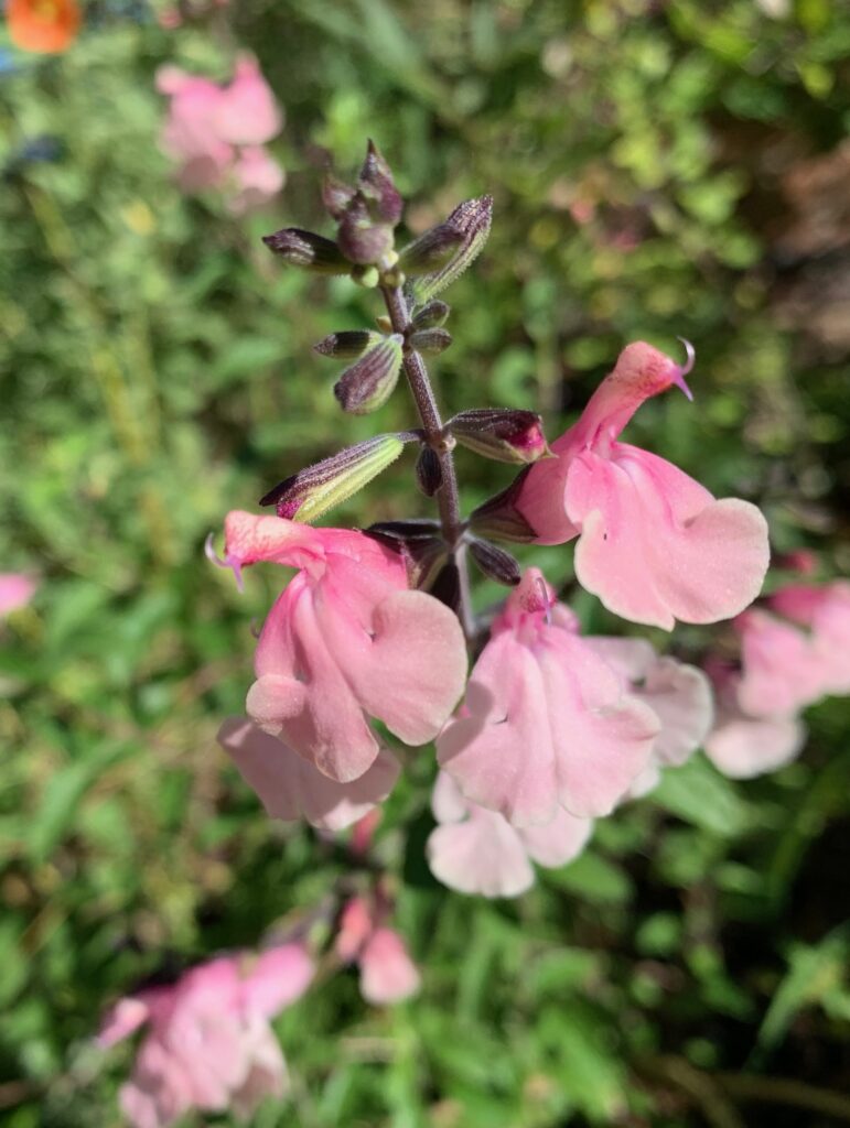 Salvia ‘Stormy Pink’