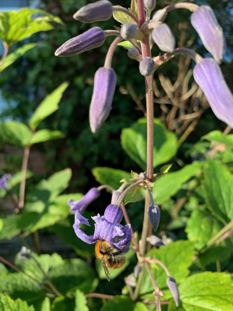 Clematis heracleia