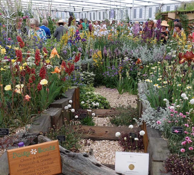 Daisy Roots at Chelsea Flower Show