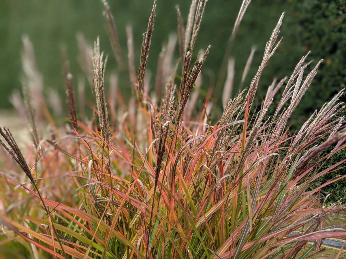 Miscanthus sinensis ‘China’