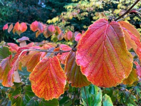 Which trees produce the best autumn colour? - The 3 Growbags